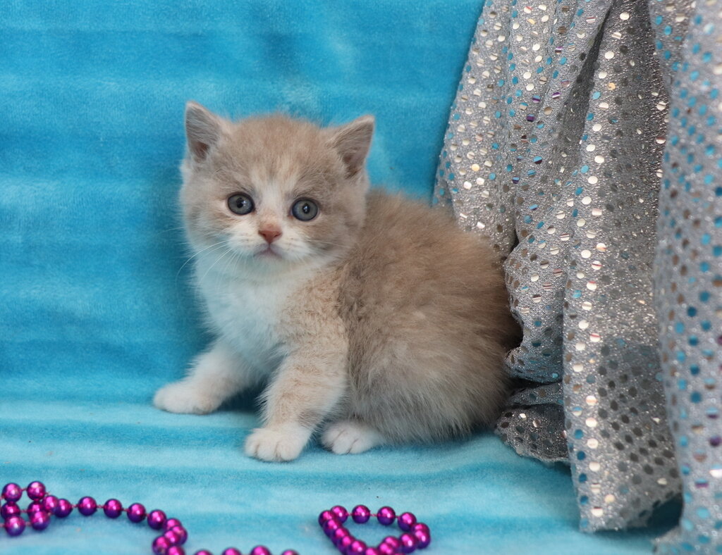 Napoleon minuet deals kittens for sale